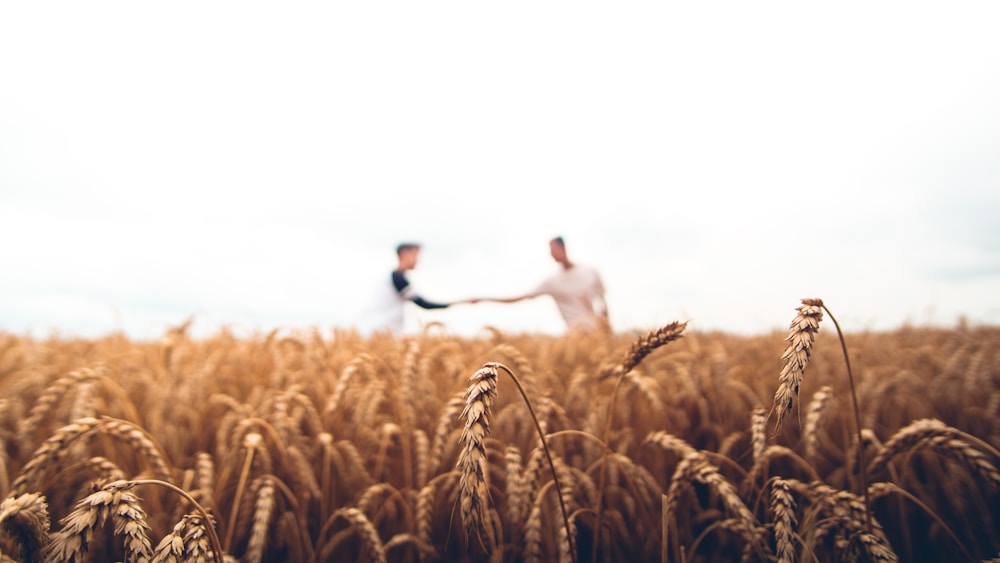Secteur agriculture